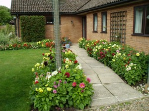 Dahlia bed